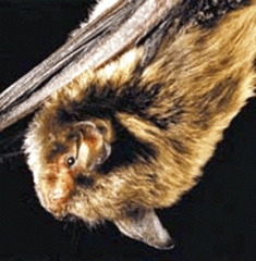 The Indiana bat is an endangered mammal and winters in Florida
