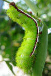 Io moth caterpillar in Florida