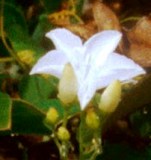 Beach jacquemontia flower, found only in Florida and currently endangered