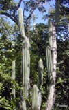 key tree cactus, a rare and endangered plant in the Florida Keys