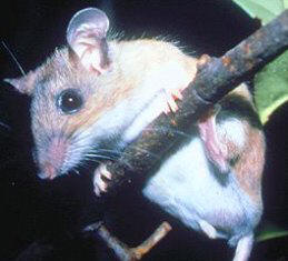 key largo cotton mouse an endangered mouse in the Florida Keys