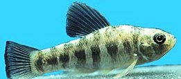 Lake Eustis pupfish, a Florida fish listed as a fish of special concern