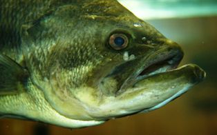largemouth bass found in Florida lakes and streams