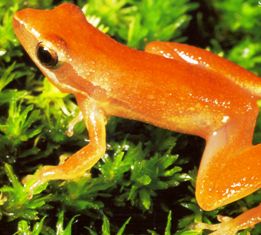 Florida's Little Glass Frog