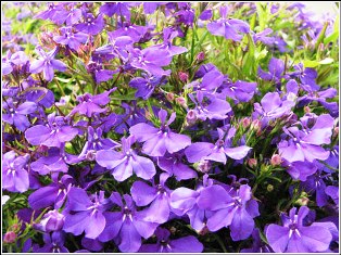 native floridian lobelia plant, a butterfly favorite