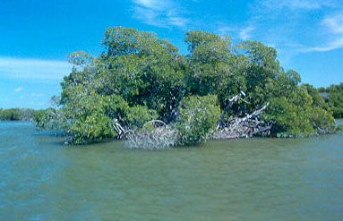 mangroves along the Florida coastline