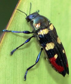 Metallic Woodboring Beetle