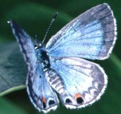 Miami blue butterfly, an endangered invertebrate in the state of Florida