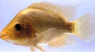 First discovered in Florida in July 1980,the Midas cichlid is now common in the Black Creek and Cutler Drain canal systems in Miami-Dade County. 