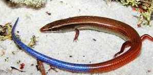 mole skink