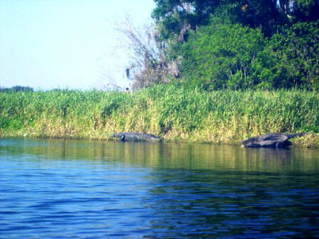American alligators on the side of the Myakka River in Florida