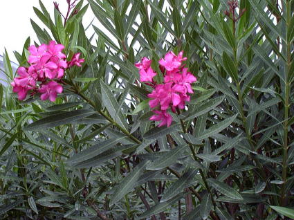 toxic oleander plant growing in Florida