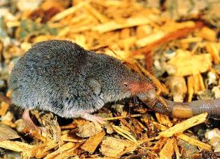 The Least Shrew,  Cryptotis parva, is found in dry grassy and brushy areas throughout mainland Florida. 