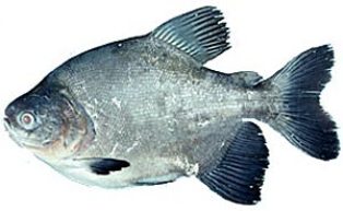 Due to their popularity in the aquarium industry, individual pacu have been collected a number of times from Florida waters.