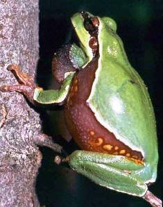 Pine Barren treefrog a amphibian of special concern in Florida