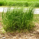 florida native cordgrass