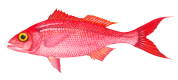queen snapper fish