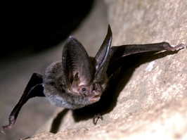 Rafinesque's big-eared bat inhabits forests and streamside areas throughout the southeastern United States, including Florida.
