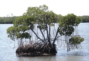 red mangrove trees, found along Florid'a coastline
