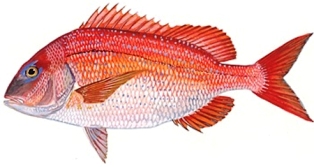 red porgy, a member of the porgy family of fish