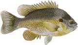 redear sunfish are found in virtually every freshwater system in Florida