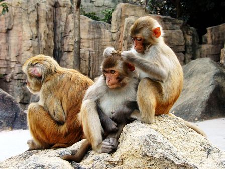 a group of Rhesus Macaque mammals