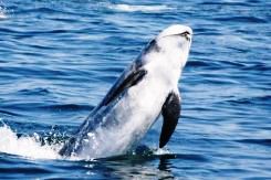 Risso's dolphins are a relatively robust dolphin with a rounded head, similar in shape to the more familiar pilot whale.
