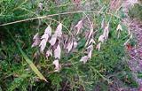 Florida native river oats