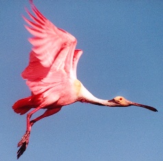 Roseate spoonbill bill, a bird of special concern in Florida