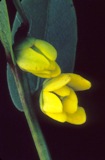 Rugel's pawpaw plant, an endangered flowering plant in Florida