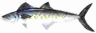 The spanish mackerel is a schooling fish that migrates to Florida waters