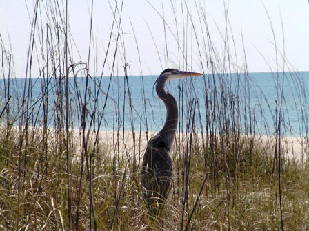 wildlife abounds on St George Island in Florida