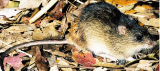 Sanibel Island Rice rat found only on sanibel island in Florida