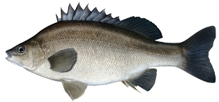 silver perch or yellowtail, a saltwater fish found in Florida waters