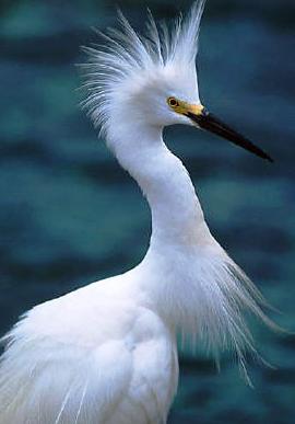 snowy egret bird of special concern in the state of Florida