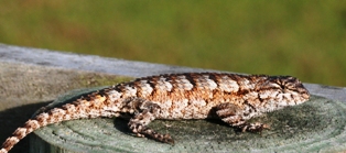 Southern fence lizard