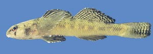 southern tesselated darter fish, a fish of special concern in Florida