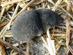 The Southern Short-tailed Shrew, Blarina carolinensis is found in woods, fields, and brushy areas through out the state of Florida