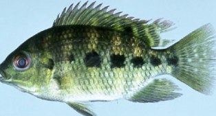 spotted tilapia are found in many canals around Miami Florida