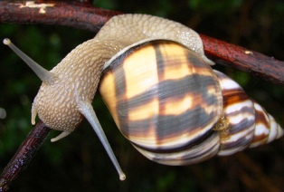 Stock Island Tree snail, a mullosk found in Florida keys