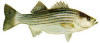 All Florida populations of striped bass are river dwellers 