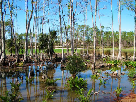 Florida swampland near Naples Florida