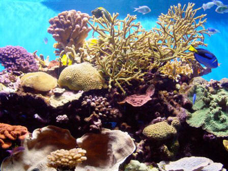 Tropical coral reefs along the southern coast of Florida