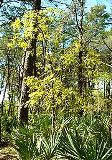 turkey oak, common tree through out the Florida uplands