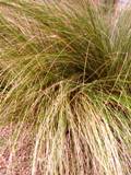 Florida native wire grass