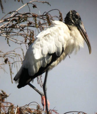 Florida wood stork