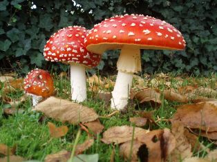aminta a very poisonous mushroom