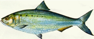 In Florida, the American shad occurs only in the northeast, mostly in the St. Johns River and Nassau River.