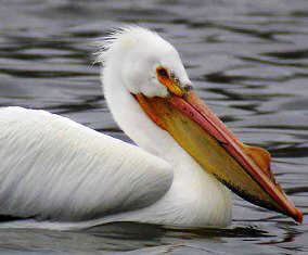 American White pelican bird in Florida