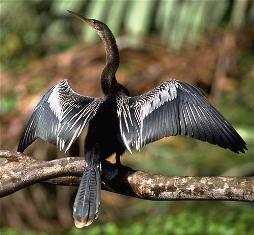 Florida snake bird,or anhinga bird drying by a Florida river